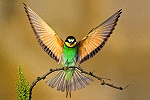 TBird
