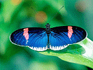 Lilbutterflie