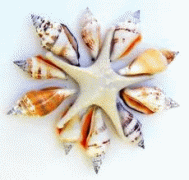 Shell