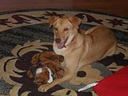 Click image for larger version

Name:	Harley.jpg
Views:	51
Size:	86.1 KB
ID:	981311