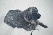 Click image for larger version

Name:	snow dog.jpg
Views:	63
Size:	136.5 KB
ID:	981497