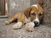 Click image for larger version

Name:	sad_dog.jpg
Views:	88
Size:	112.5 KB
ID:	981600