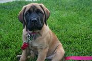 Click image for larger version

Name:	zoe 9 weeks 2small.jpg
Views:	72
Size:	103.9 KB
ID:	981914
