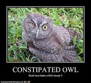Click image for larger version

Name:	owl.jpg
Views:	75
Size:	11.6 KB
ID:	982270