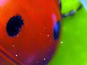 Click image for larger version

Name:	22.jpg
Views:	68
Size:	21.1 KB
ID:	982926