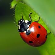 Click image for larger version

Name:	ladybug.jpg
Views:	63
Size:	58.9 KB
ID:	982927