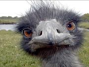 Click image for larger version

Name:	ostrich_1.jpg
Views:	91
Size:	103.6 KB
ID:	983267