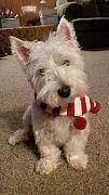 Click image for larger version

Name:	Gus Gus (2).jpg
Views:	99
Size:	25.7 KB
ID:	985005