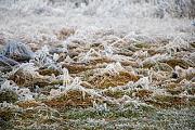 Click image for larger version

Name:	georgia winter grass (319 x 213).jpg
Views:	78
Size:	36.9 KB
ID:	985193