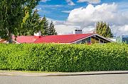 Click image for larger version

Name:	172930253-prunus-laurocerasus-english-laurel-tall-privacy-hedge-fast-growing-urban-suburban-bord.jpg
Views:	173
Size:	147.1 KB
ID:	985236